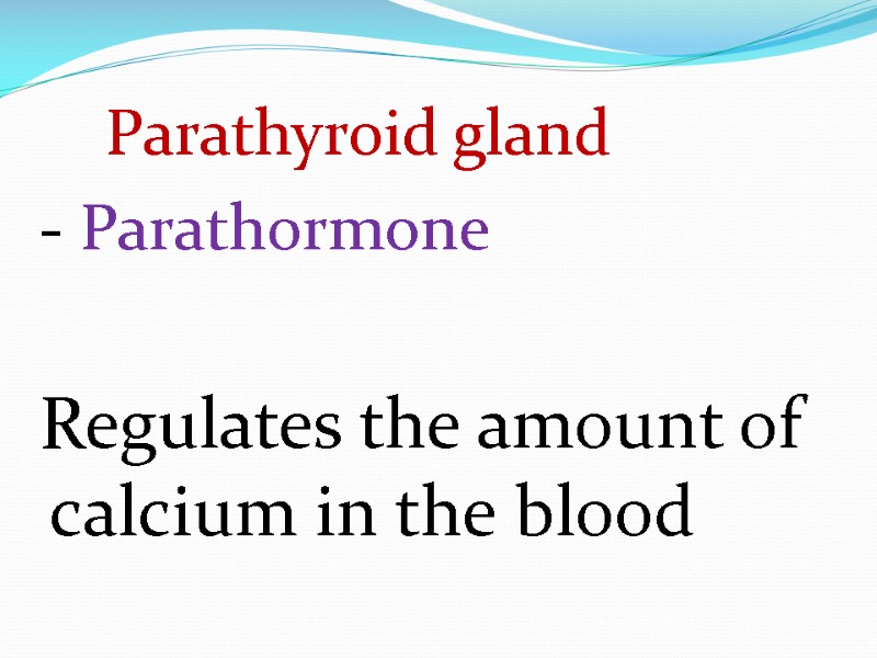 Parathyroid gland  - Parathormone   Regulates the amount of calcium in the